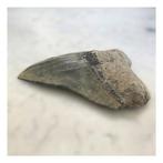 *Big Blue - Fossiele tanden - 149 mm - 110 mm