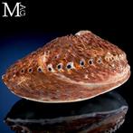 Parelmoeren schelp Haliotis midae – Zuid-Afrikaanse abalones