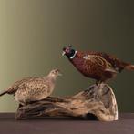 Fazant Koppel Taxidermie Opgezette Dieren By Max, Ophalen of Verzenden, Opgezet dier