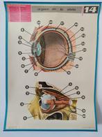 J.M. Thomas - 3 Anatomy posters - Années 1970