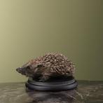 Egel Taxidermie volledige montage - Erinaceus europaeus - 8, Verzamelen, Nieuw