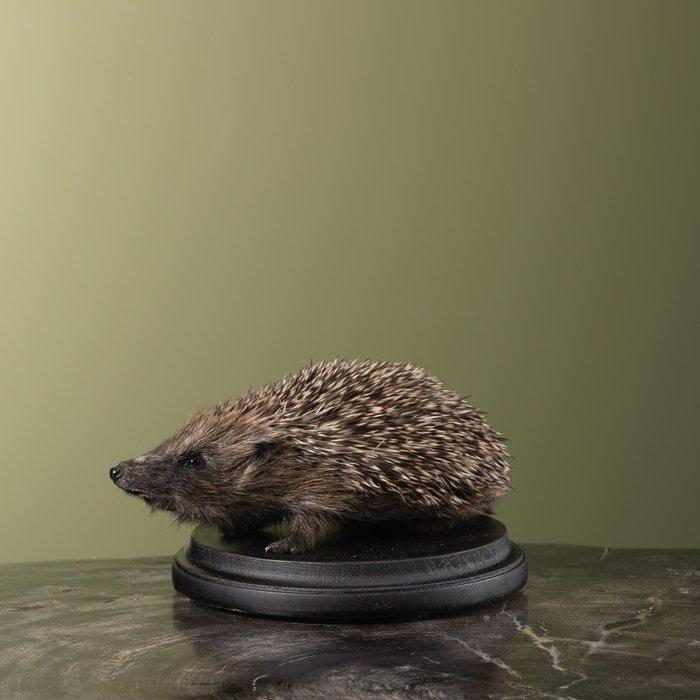 Egel Taxidermie volledige montage - Erinaceus europaeus - 8, Verzamelen, Dierenverzamelingen