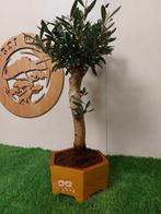 Olijf bonsai (Olea europaea) - Hoogte (boom): 50 cm - Diepte