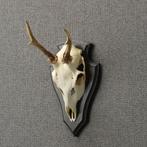 Reebok Schedel Taxidermie Opgezette Dieren By Max, Verzamelen, Dierenverzamelingen, Ophalen of Verzenden, Nieuw, Wild dier, Opgezet dier