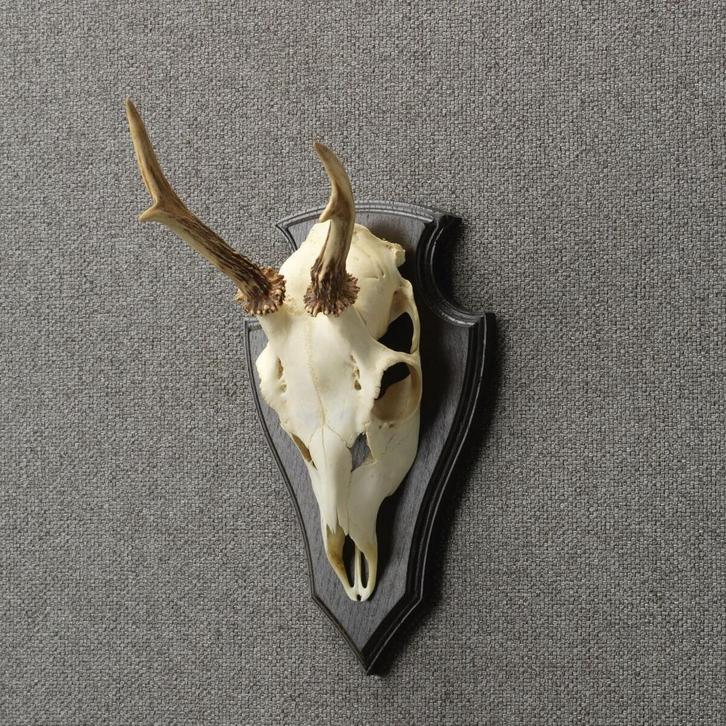 Reebok Schedel Taxidermie Opgezette Dieren By Max, Verzamelen, Dierenverzamelingen, Opgezet dier, Nieuw, Wild dier, Ophalen of Verzenden