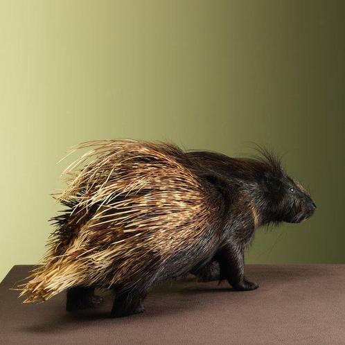 Porc-épic Support de corps entier pour taxidermie - Hystrix, Verzamelen, Dierenverzamelingen