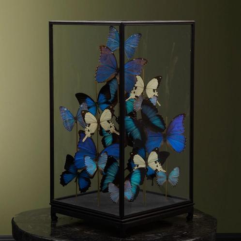 Vlinders in Vitrine Taxidermie Opgezette Dieren By Max, Verzamelen, Dierenverzamelingen, Opgezet dier, Nieuw, Insect, Ophalen of Verzenden