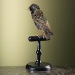 Spreeuw Taxidermie Opgezette Dieren By Max, Ophalen of Verzenden, Nieuw, Vogel, Opgezet dier