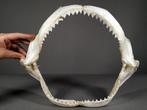 Grand Requin Gris Ensemble de mâchoire - Carcharinus, Nieuw