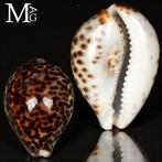 Prachtige Cypraea Tigris – Tijgerkoraal schelp – Veiling, Antiek en Kunst