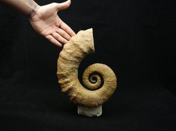 Ammonite hétéromorphe énorme - Animal fossilisé - 29 cm