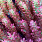 Acropora Strawberry Shortcake Frag (Ong. 2-3 cm)