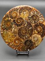 Ammoniet - Gefossiliseerde schelp - Aioloceras (Cleoniceras), Antiek en Kunst