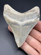 Megalodon - Fossiele tand - Carcharias Megalodon - 9.3 cm -