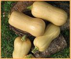 Tiana F1 Butternut Pompoen 10000 zaden, Nieuw