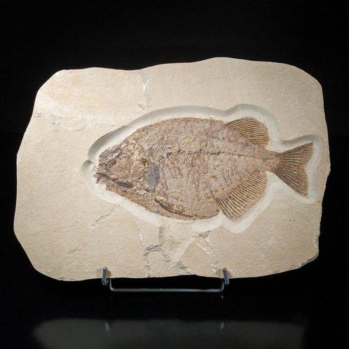 ② Zoetwater fossiele vissen - originele - Pharodus — Minéraux & Fossiles — 2ememain