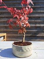 Japanese maple bonsai (Acer palmatum) - Hauteur (arbre) : 25