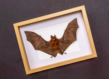 Chauve-souris peinte Vesper - encadrée Support de corps