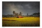 Martha Barath - Hazy Fields (BALI) -