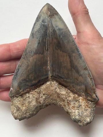 Grote Megalodon-tand van 14,2 cm - Fossiele tand - beschikbaar voor biedingen