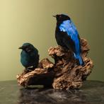 Irena Koppel Taxidermie Opgezette Dieren By Max, Verzamelen, Dierenverzamelingen, Ophalen of Verzenden, Nieuw, Vogel, Opgezet dier