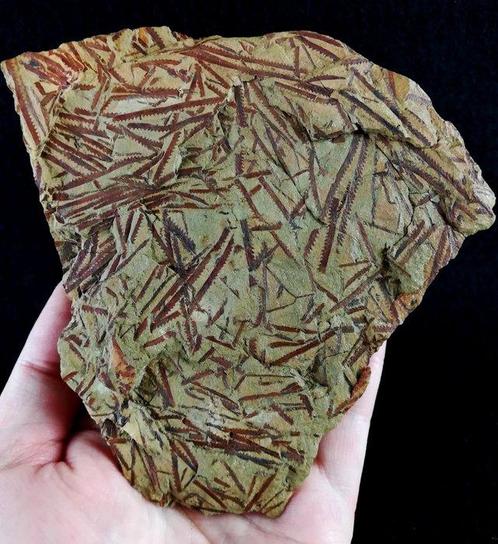 Spectaculaire graptolieten met buitengewone conservering!!!, Verzamelen, Mineralen en Fossielen