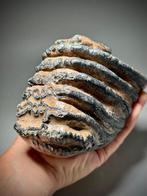 Zuidelijke Mammoet met blauwachtige emaillestructuren -, Verzamelen, Mineralen en Fossielen