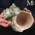 Monumentale schelp - Turbo marmoratus – Gepolijst – Tahiti -, Nieuw