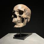 Niet-geveilige prijs - Replica van mensenhersens op, Nieuw