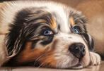 Moira Lazio - Cucciolo di cane razza Pastore Australiano