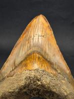 Mégalodon - Animal fossilisé - 13.5 cm