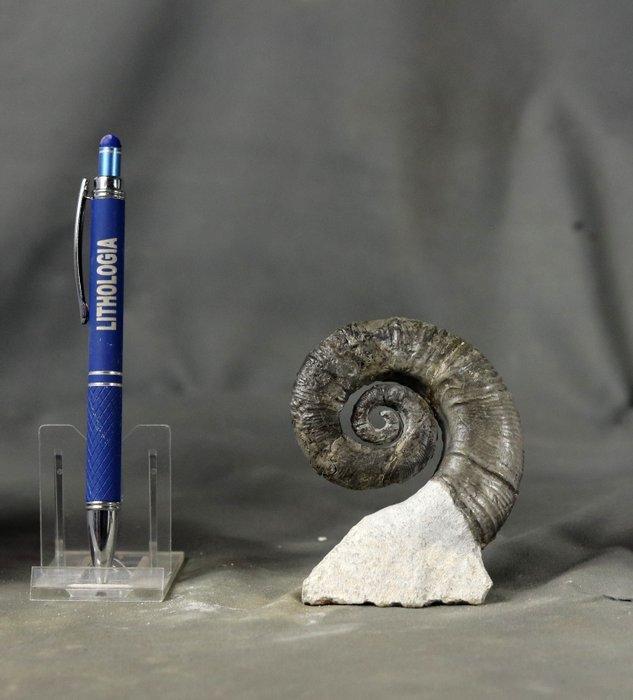 Fijn uitgeklapte ammoniet - Uit steen - Gefossiliseerd dier, Verzamelen, Mineralen en Fossielen
