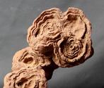 Grand stromatolite décoratif fossilisé - Plante fossilisée -