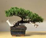 Jeneverbes bonsai (Juniperus) - Hoogte (boom): 16 cm -, Antiek en Kunst