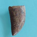 Dinosaurus - Fossiele tand - Carcharodontosaurus sp. - 45 mm