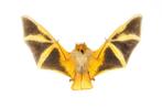 Trois chauves-souris Vesper peintes Support de corps entier, Nieuw