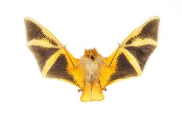 Trois chauves-souris Vesper peintes Support de corps entier