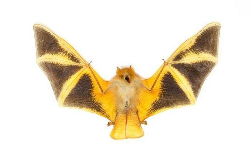 Trois chauves-souris Vesper peintes Support de corps entier, Verzamelen, Dierenverzamelingen