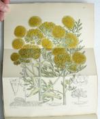 Joseph Dalton Hooker - Curtiss Botanical Magazine;