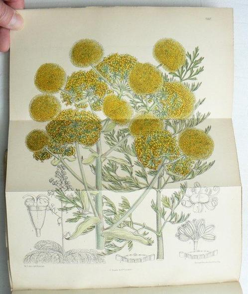 Joseph Dalton Hooker - Curtiss Botanical Magazine;, Antiek en Kunst, Antiek | Boeken en Manuscripten