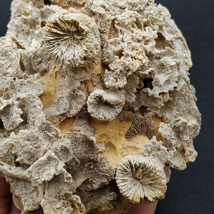 Kolonie koraal - Gefossiliseerd dier - Thecosmilia &, Verzamelen, Mineralen en Fossielen