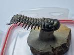 Trilobiet - Gefossiliseerd dier - Crotalocephalina gibbosa -, Verzamelen, Mineralen en Fossielen