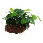 Anubias barteri var. nana op Lavasteen, Dieren en Toebehoren, Verzenden, Nieuw