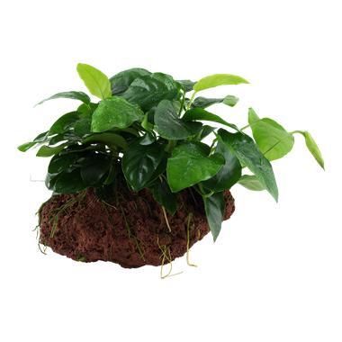 Anubias barteri var. nana op Lavasteen, Animaux & Accessoires, Poissons | Aquariums & Accessoires, Envoi