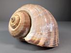 Tonna Shell Coquillage marin - Tonna dolium (Sans prix de, Collections