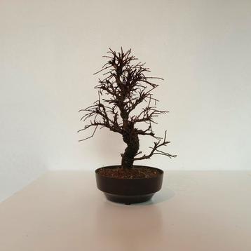 Japanse iep bonsai - Zelkova serrata beschikbaar voor biedingen