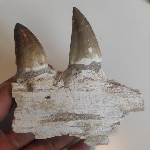 Mosasaurus - Gefossiliseerde kaak - reptil marino - 11 cm -, Verzamelen, Mineralen en Fossielen