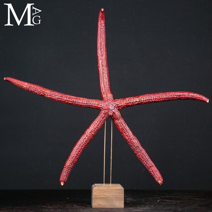 Grote rode zeester - GIGANTISCH !!! - Taxidermie volledige, Antiek en Kunst, Curiosa en Brocante