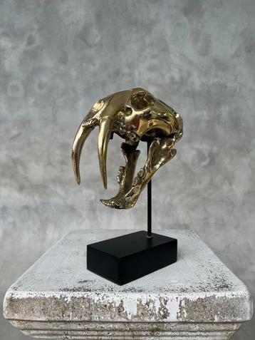 Beeld, NO RESERVE PRICE - Saber Tooth Tiger Skull - Smilodon
