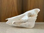 Everzwijn Taxidermie volledige montage - Sus scrofa - 15 cm, Nieuw